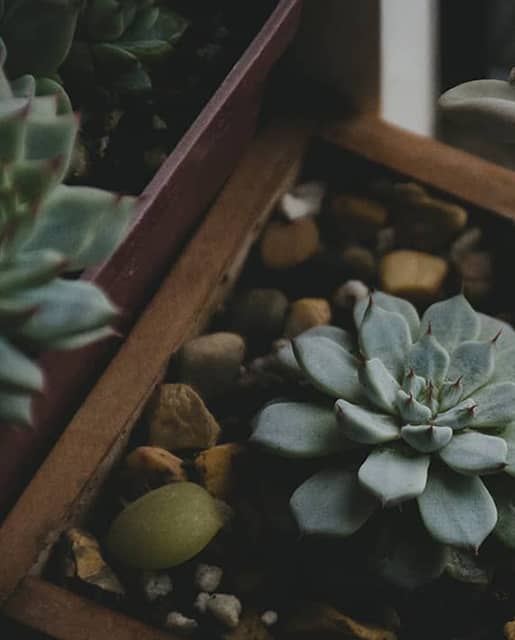Keep succulents warm in the winter